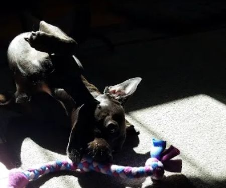 Super Dogs & Cats