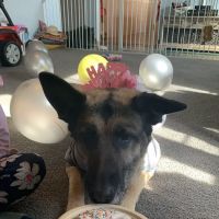 Home Veterinary Services ico
