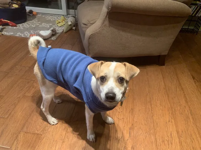 Home Veterinary Services Picture 9