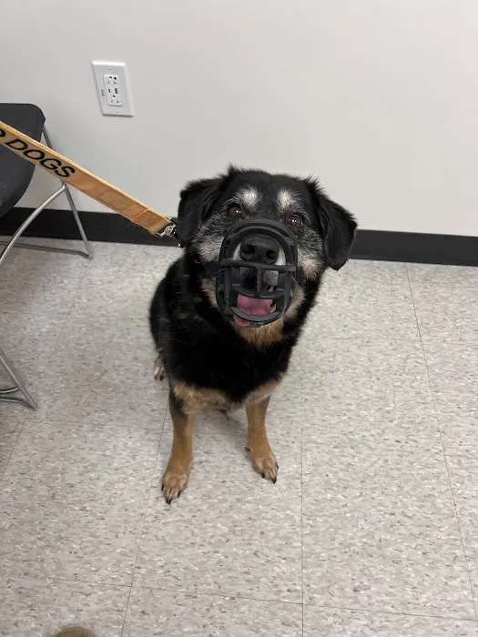 GSVS Veterinary Emergency Care Toms River Picture 5