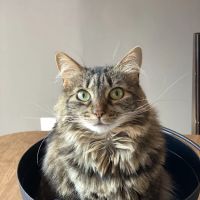 Calling All Creatures Veterinary Hospital ico