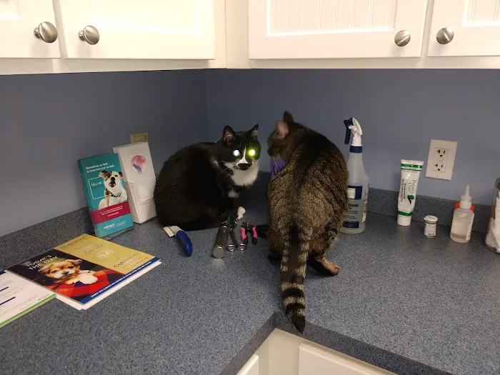 Calling All Creatures Veterinary Hospital Picture 4