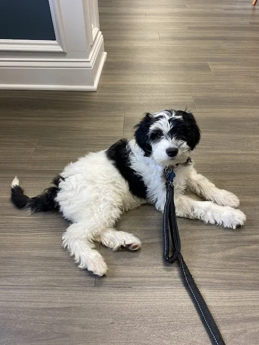 Calling All Creatures Veterinary Hospital Picture 5