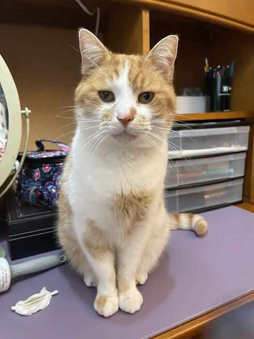 Calling All Creatures Veterinary Hospital Picture 8