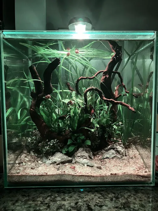 Easy Aquariums - Westbrook Picture 6