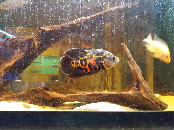 Easy Aquariums - Westbrook Picture 9