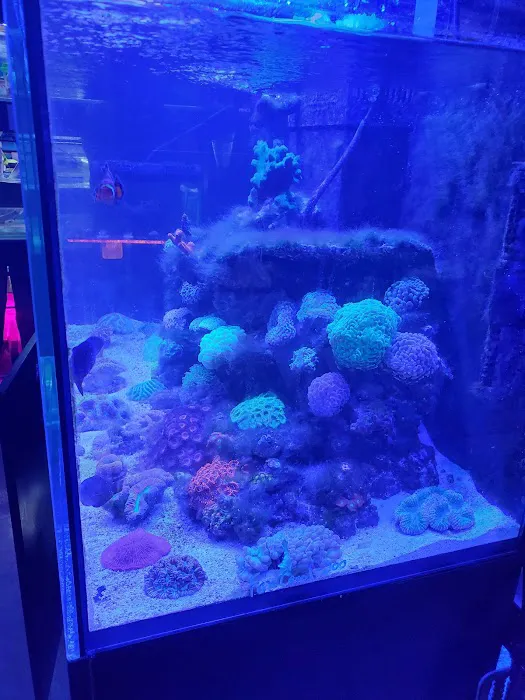 Easy Aquariums - Westbrook Picture 10