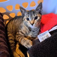 East Coast Nj Spay Clinic ico