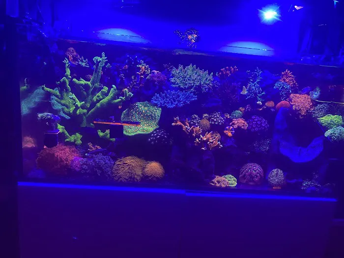 Buy The Sea Aquatics LLC-Coming Soon Picture 1