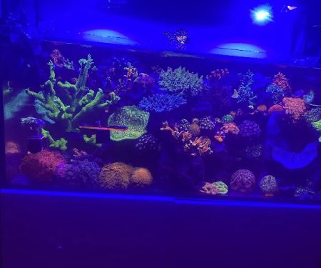 Buy The Sea Aquatics LLC-Coming Soon