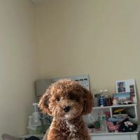 Pawz & Clawz Petz ico