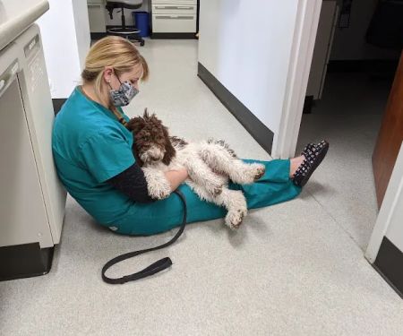 Bridge Veterinary Hospital