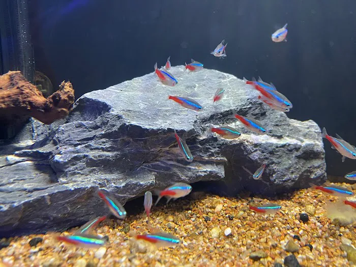 Corals Unlimited Aquarium Store & Services Picture 5