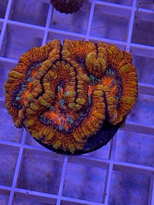 Corals Unlimited Aquarium Store & Services Picture 10
