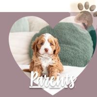 Pawtastic Doodle ico