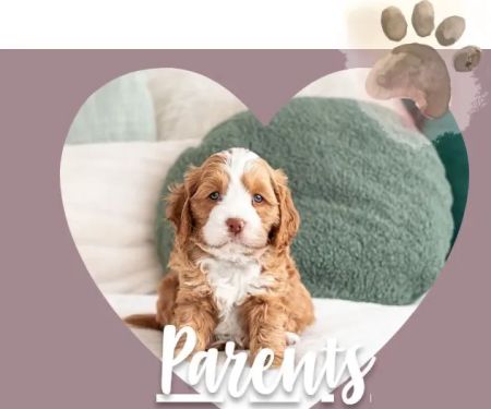 Pawtastic Doodle