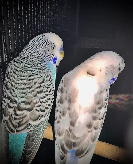 Trey N Ava’s Parent-A-Parakeet Picture 1