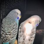 Trey N Ava’s Parent-A-Parakeet