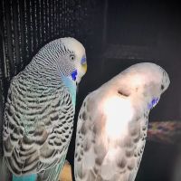 Trey N Ava’s Parent-A-Parakeet ico