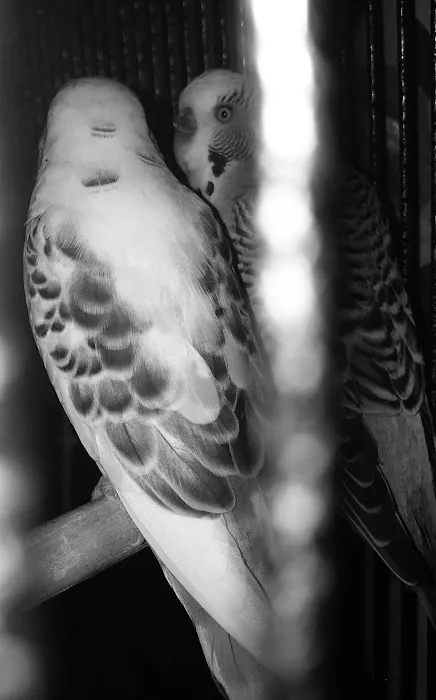 Trey N Ava’s Parent-A-Parakeet Picture 2