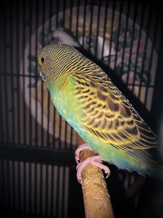Trey N Ava’s Parent-A-Parakeet Picture 3