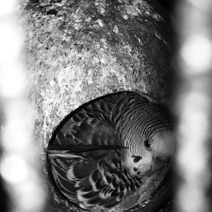 Trey N Ava’s Parent-A-Parakeet Picture 4