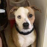 Coastal Veterinary