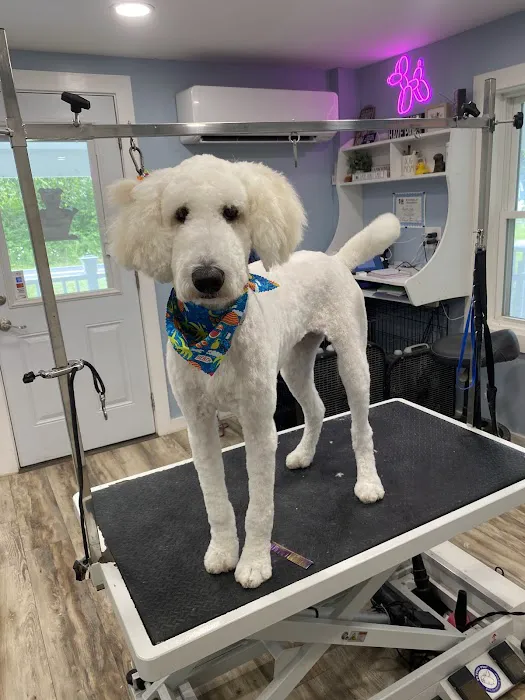 Birch Point Dog Spa Picture 3