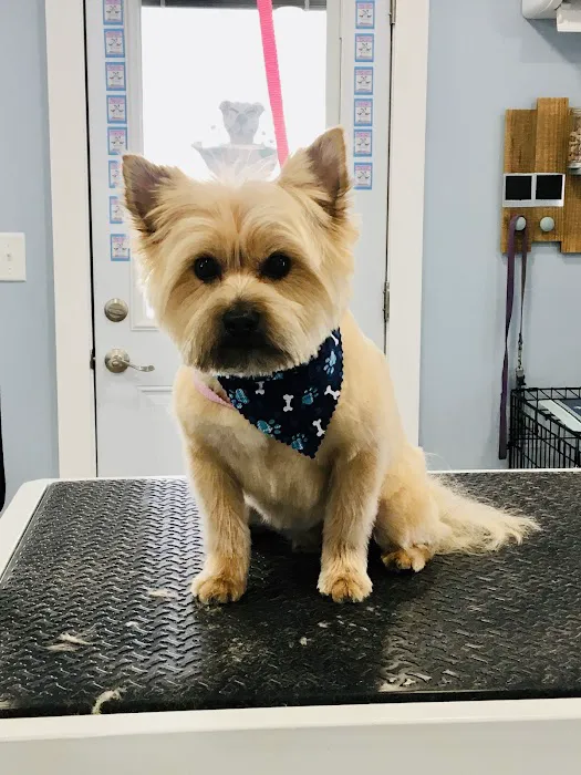 Birch Point Dog Spa Picture 8