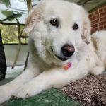 Crestwood Village Veterinary: Riche James J DVM