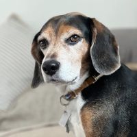 Crestwood Village Veterinary Clinic ico