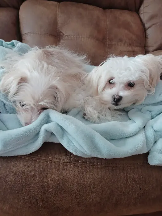Mainely Puppies Plus Picture 2