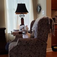Mainely Puppies Plus ico