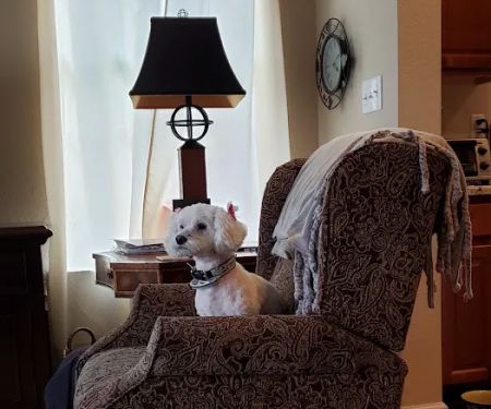 Mainely Puppies Plus