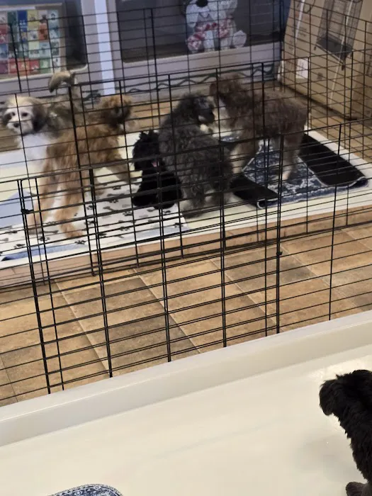 Mainely Puppies Plus Picture 4