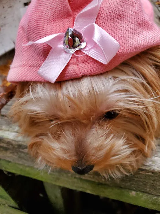 Mainely Puppies Plus Picture 7