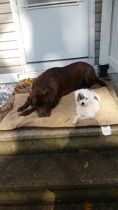 Mainely Puppies Plus Picture 5