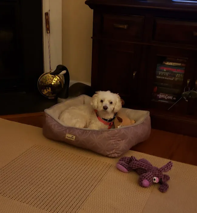 Mainely Puppies Plus Picture 8