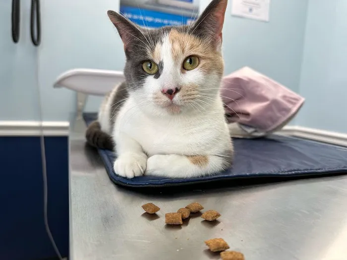 Long Branch Animal Hospital Picture 5