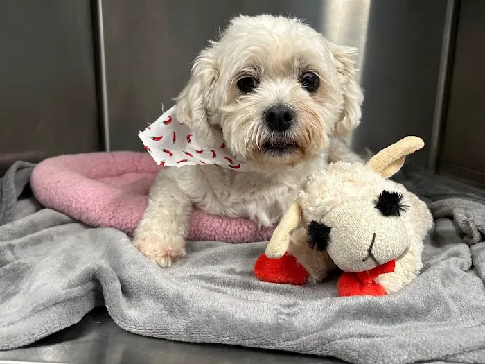 Long Branch Animal Hospital Picture 6