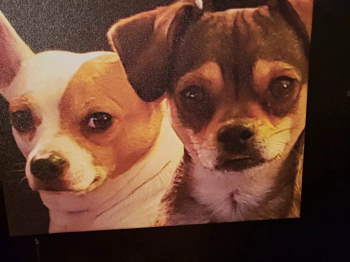 Atlantic Highlands Animal Hospital Picture 8