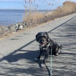 Shoreside Veterinary Care
