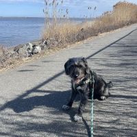 Shoreside Veterinary Care ico