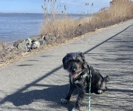 Shoreside Veterinary Care