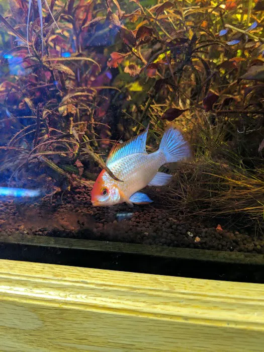Wet Pets LLC Picture 9