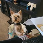 Petco
