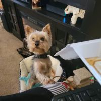 Petco ico