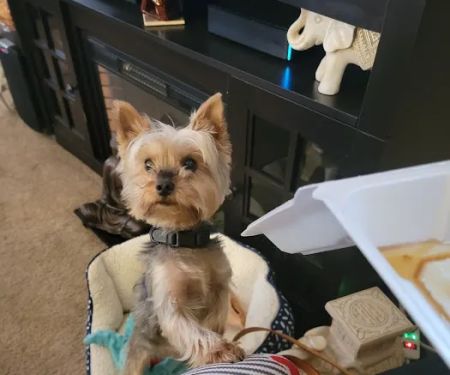 Petco