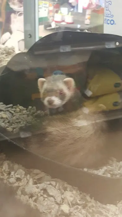 Petco Picture 8