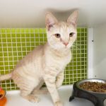 Petco